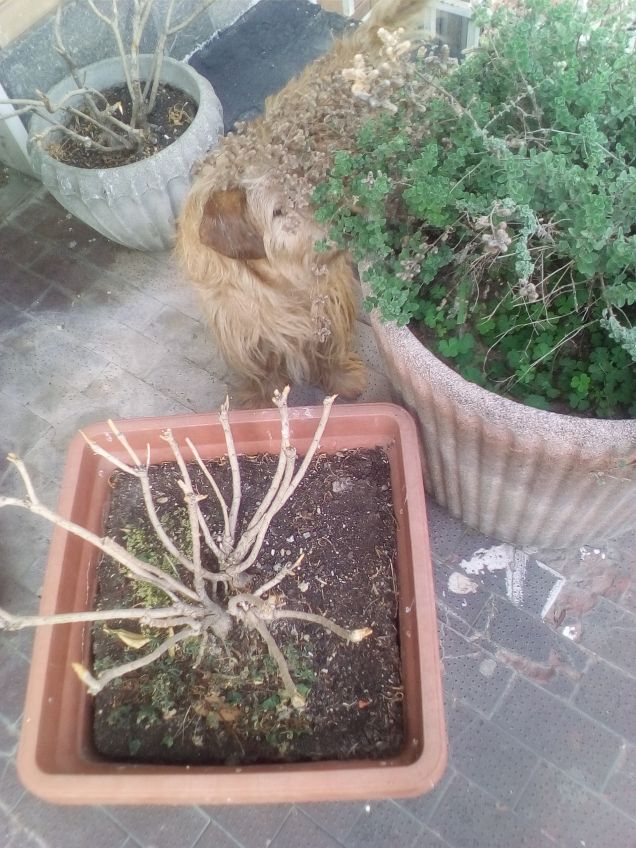 Chissà se la lucertola è qui parte 2