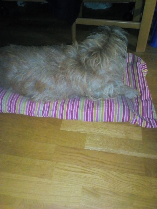 Il passatempo serale preferito di Lucky 