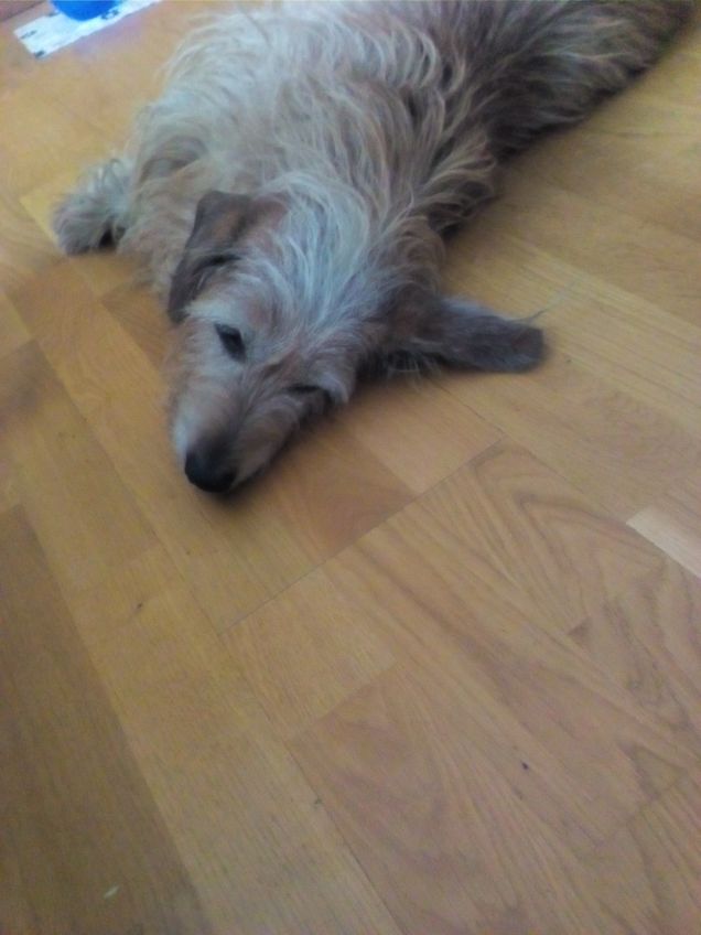 Il riposo dopo la passeggiata mattutina 