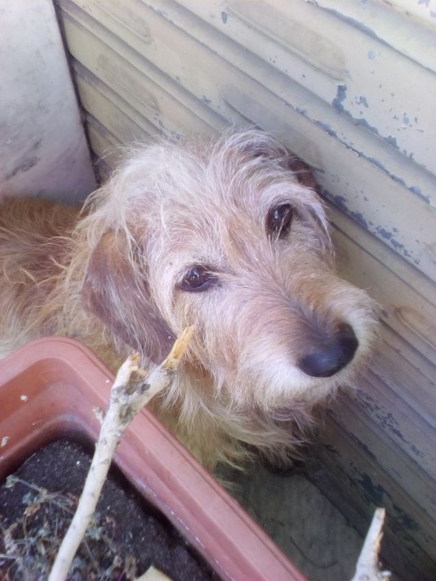 Lucky il combinaguai 