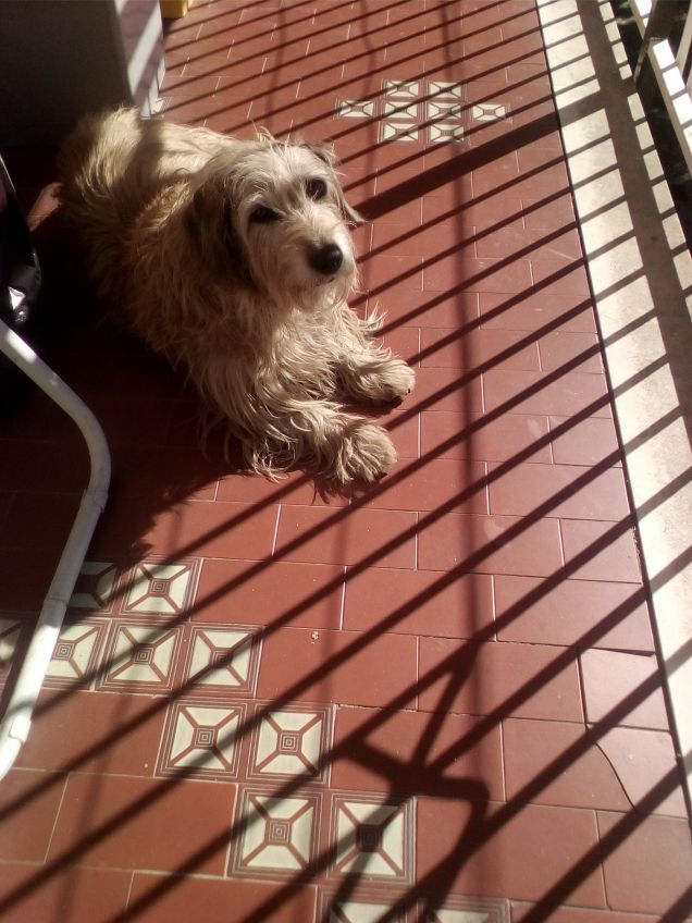 Sul balcone di casa a prendere il sole 