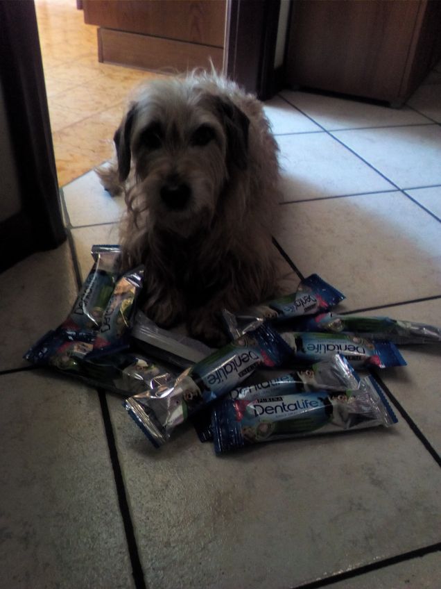 Lucky e i campioncini Dentalife 