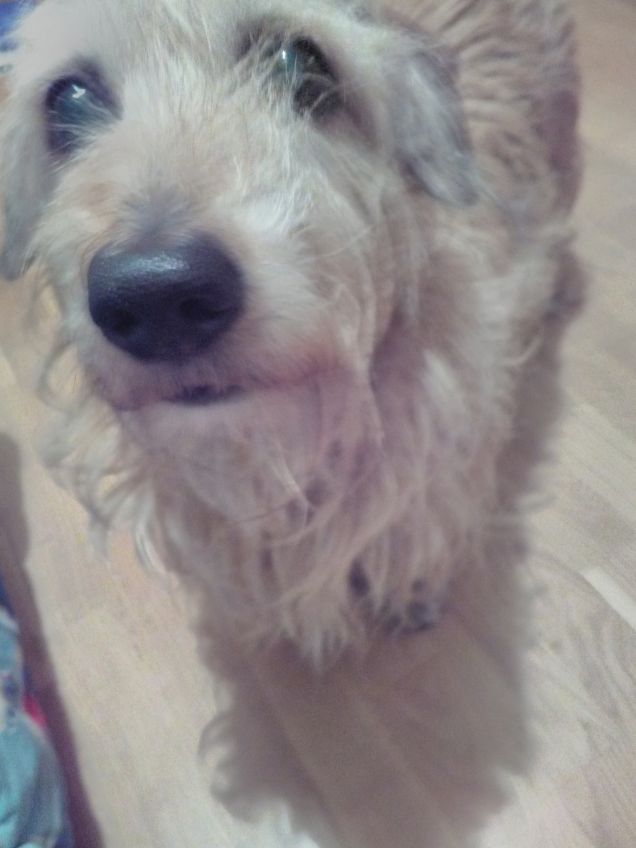 Faccia di Lucky che a appena mangiato 