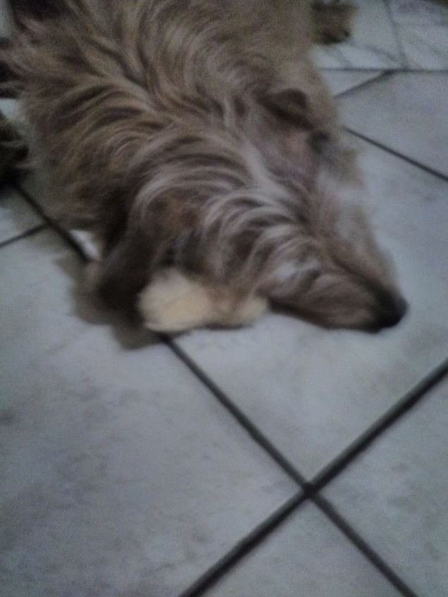 Il riposo pomeridiano di Lucky con stellina 