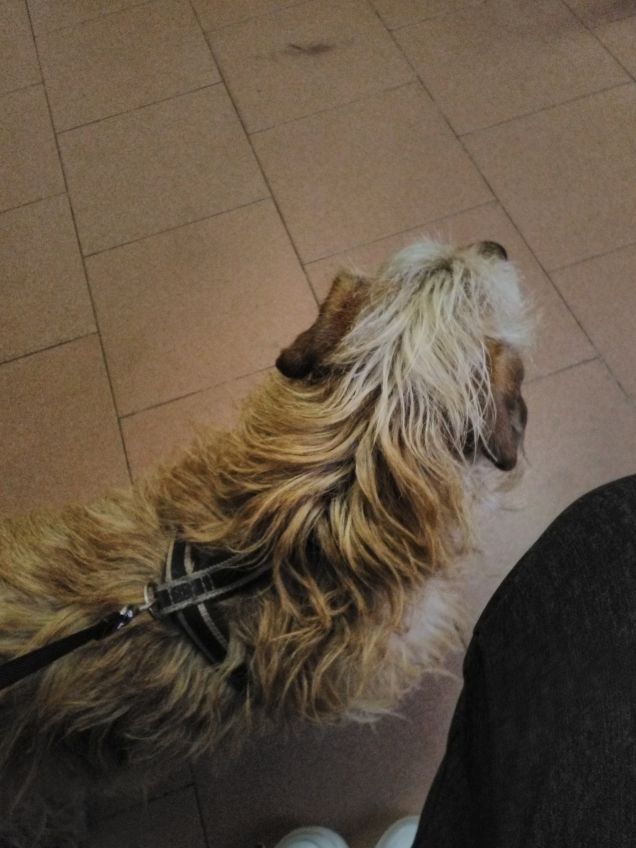 Lucky che aspetta il suo turno dal veterinario 