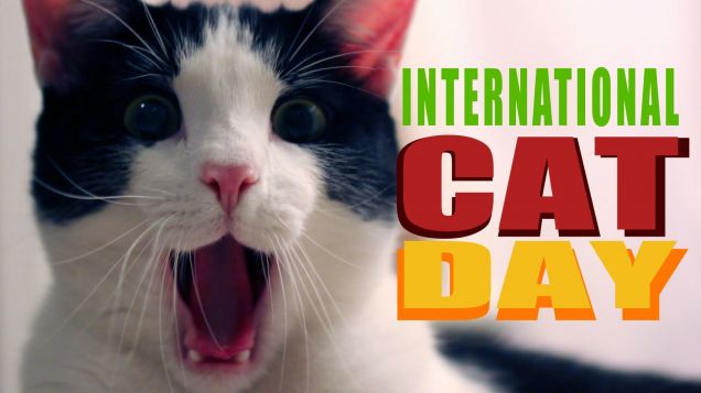 Oggi International Cat Day 