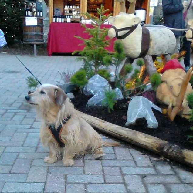 La renna é mia amica 