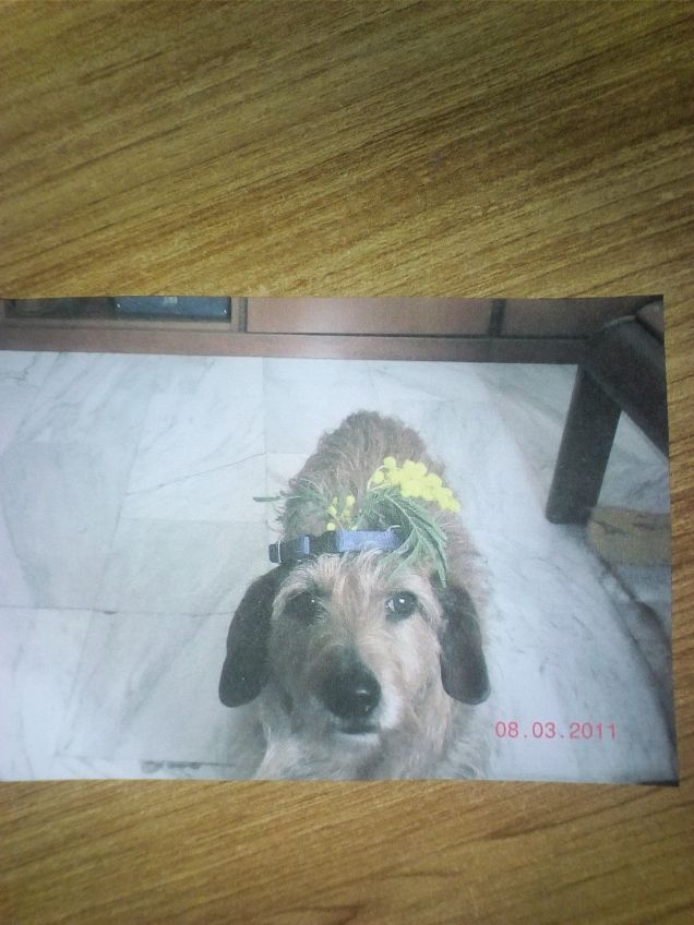 Auguri a tutte le Donne e cagnoline 