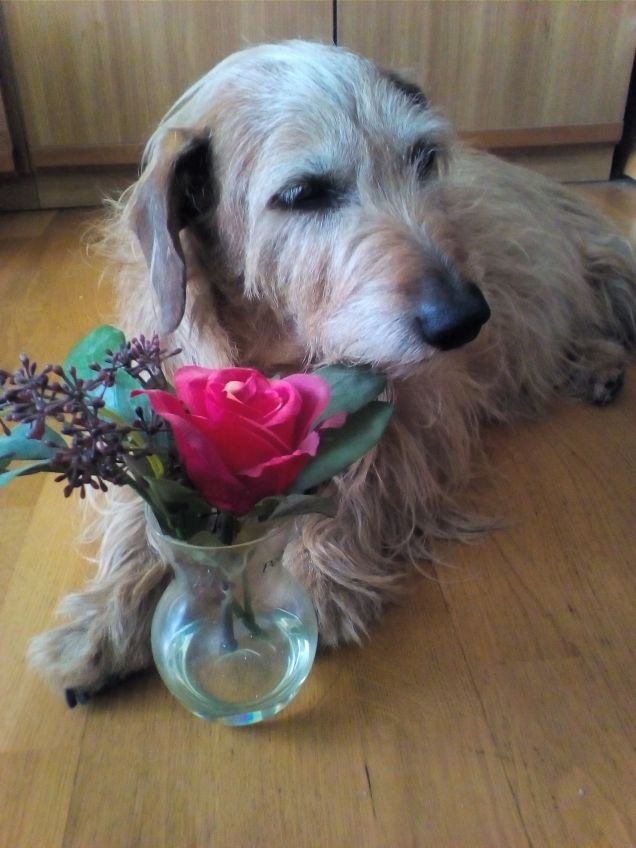 Tanti auguri di buon compleanno mamma 