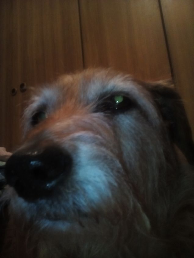 Il selfie di Lucky 