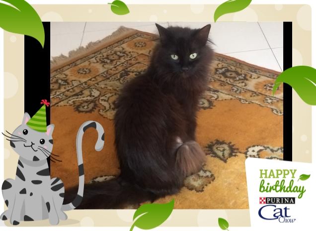 La mia principessa Penelope