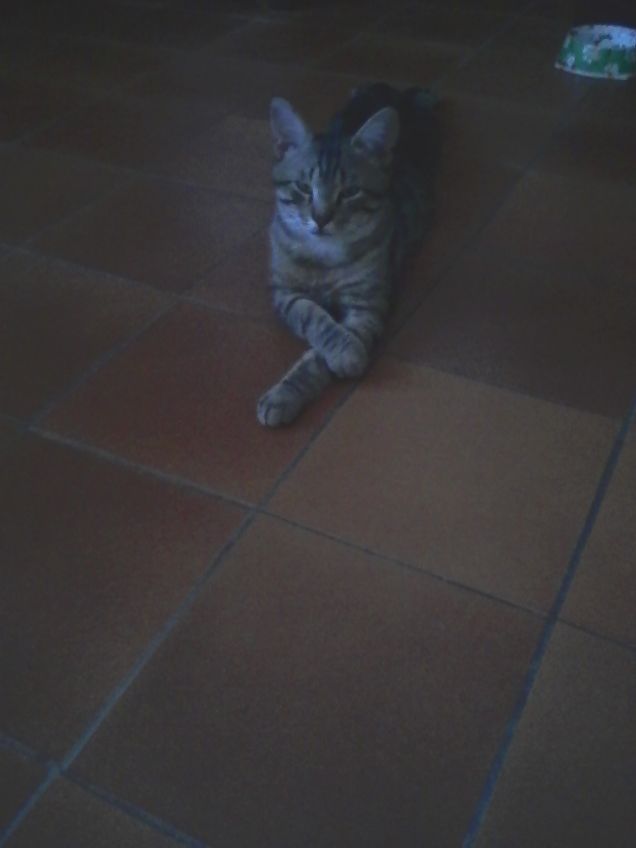 pi che ascolta noncurante