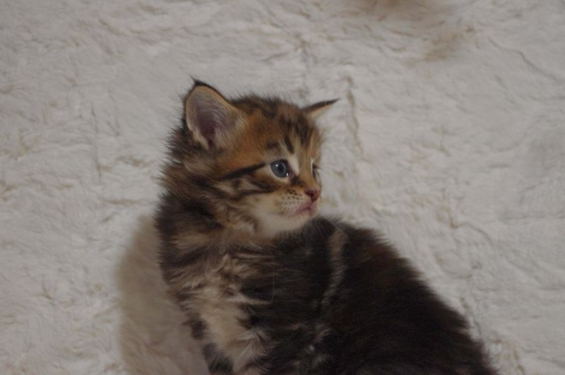 cuccioli di mainecoon