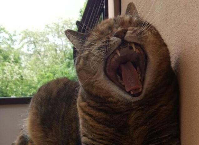 Amiamo dormire insieme