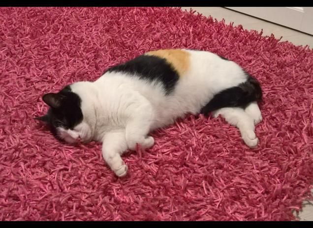  sta arrivando la primavera, che sonno