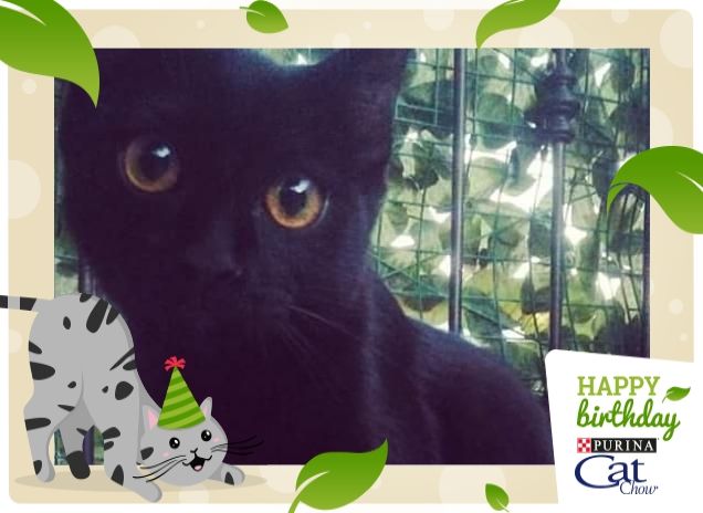 Dyna la pantera tenera!!