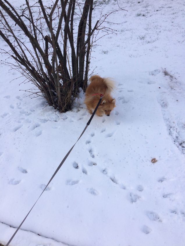 Passeggiata felice sulla neve