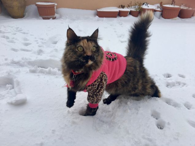 Trilly e la sua prima neve