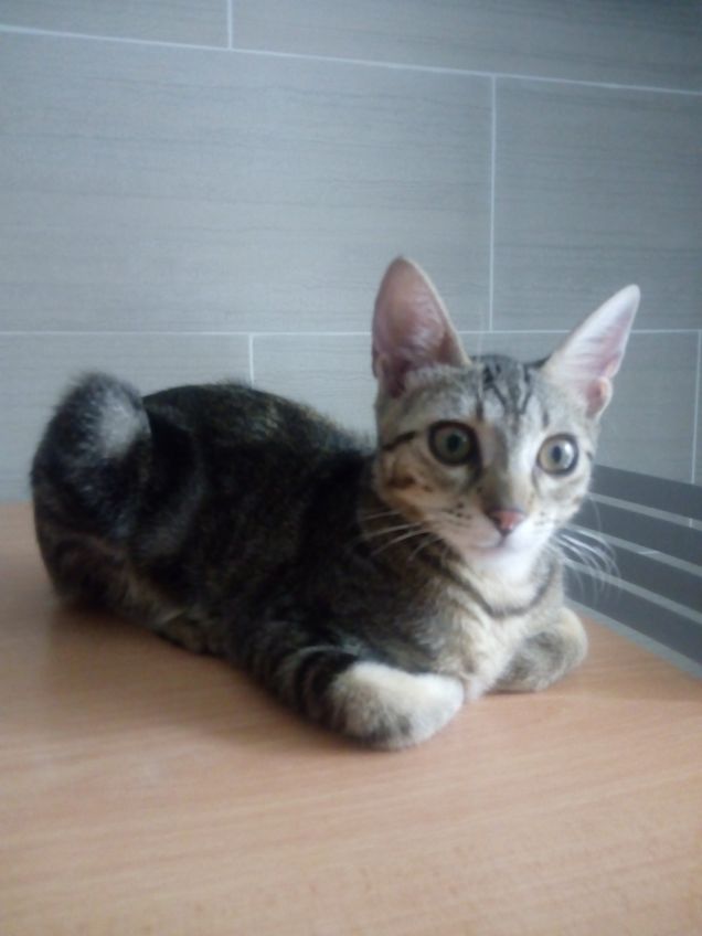 sembro un polletto, vero?