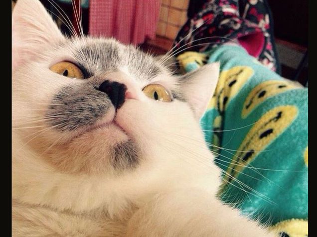 catselfie