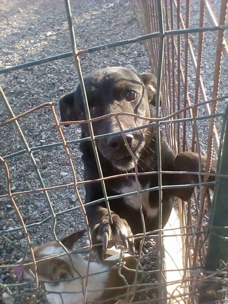 Adozione cagnolino meticcio Koku