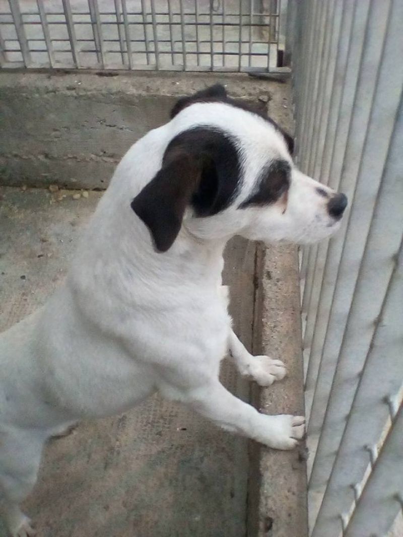 Adozione cagnolina Bimba