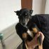 Adozione cagnolino simil pinscher Speedy