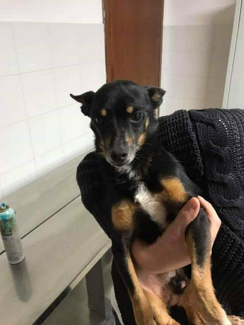 Adozione cagnolino simil pinscher Speedy