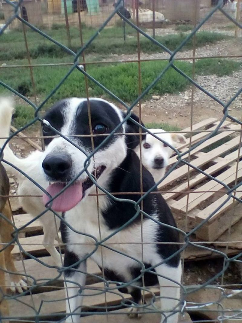 Adozione cagnolina Holly