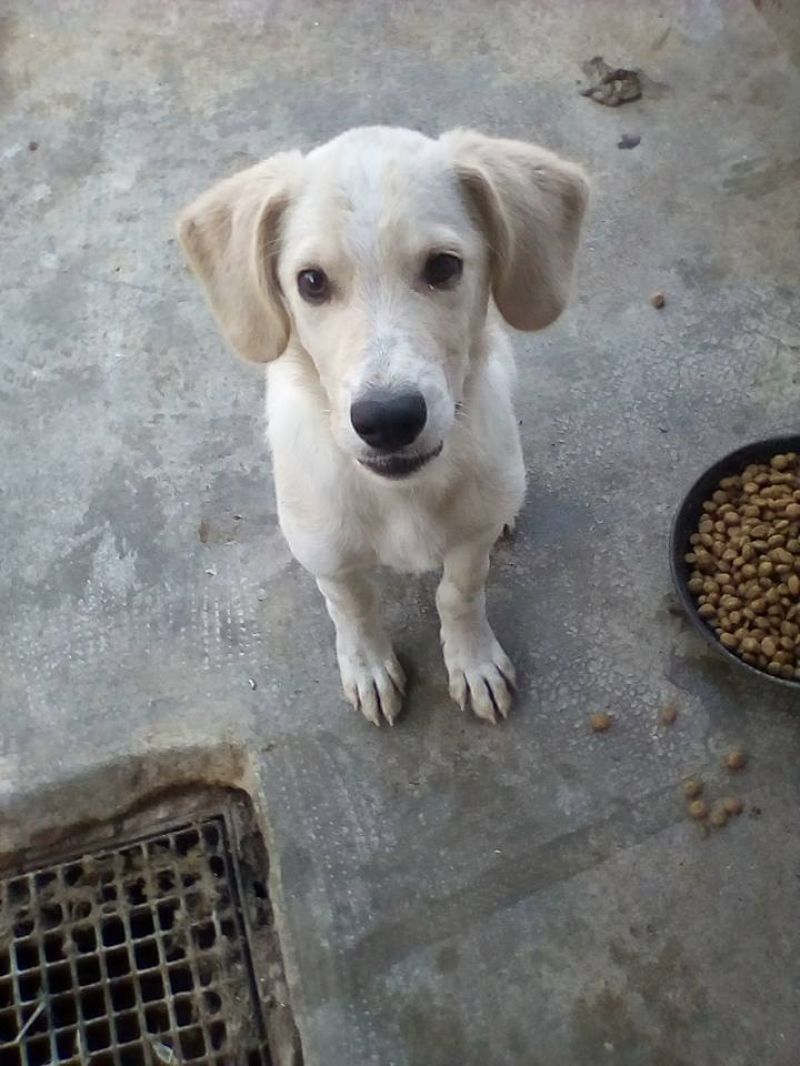 Adozione cucciolo simil labrador Lacky