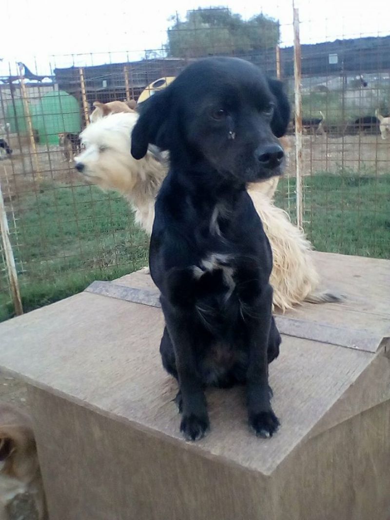 Adozione cagnolina meticcia Nerina