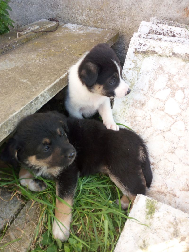 3 CUCCIOLI CERCANO CASA 