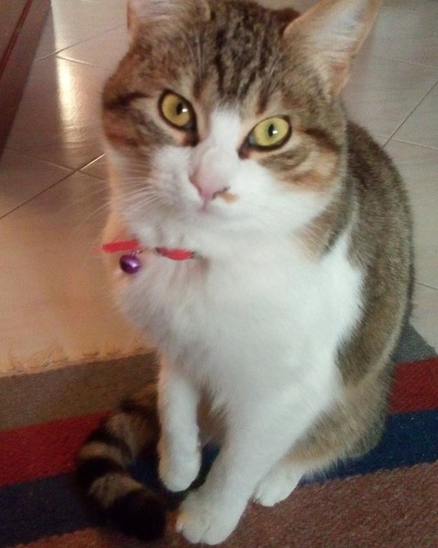 Milo il mio principe