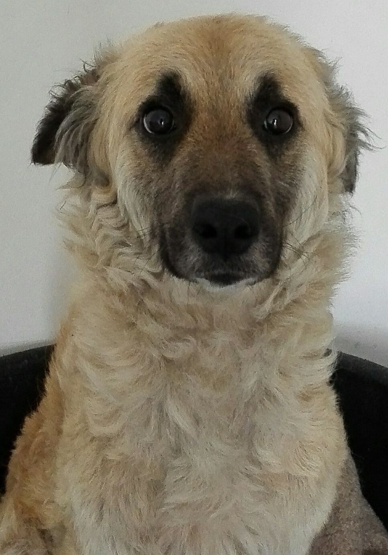 vileda, mammina di 2 anni taglia media