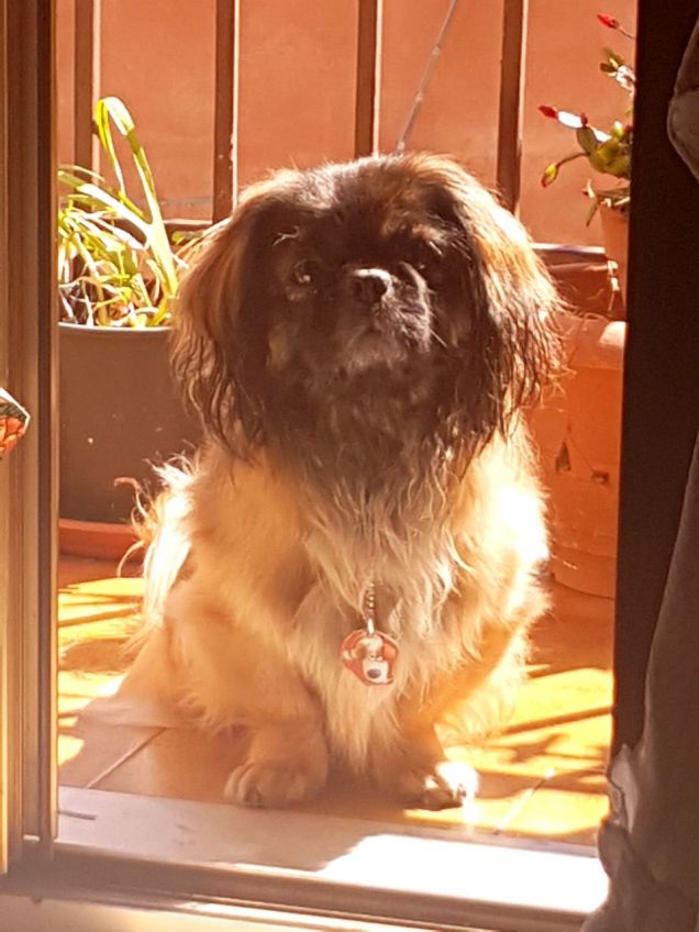 Re Leone baciato dal sole 