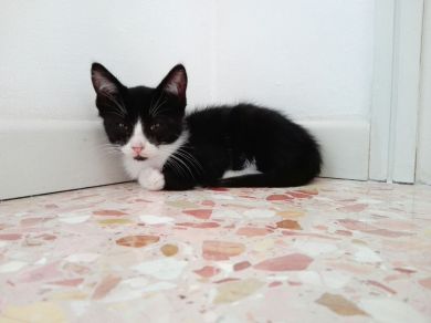 Oliver