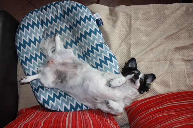 .....vita da cani....