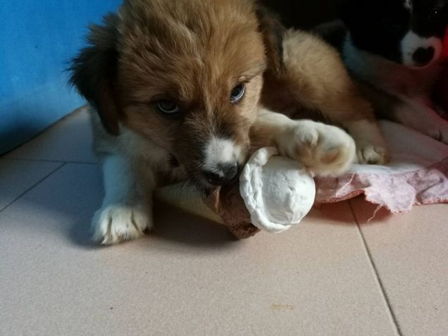 panna e gusto cioc for dog