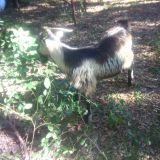 Animali in campagna