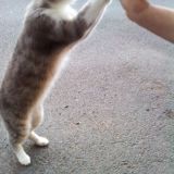 Gatti