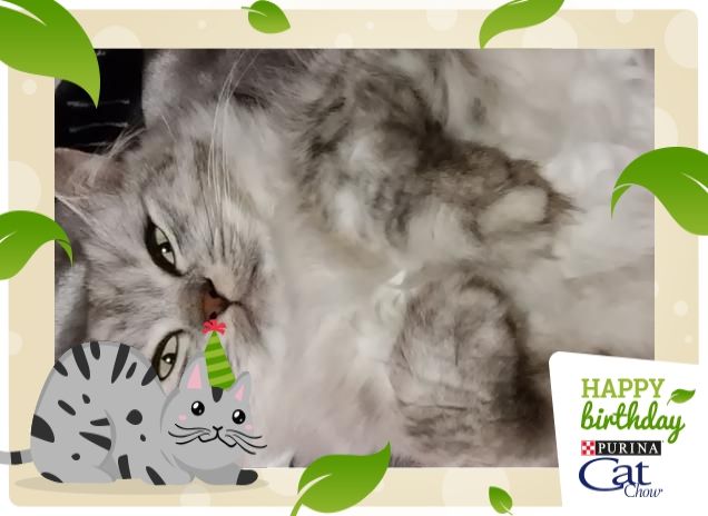 Auguri dal mio letto a me e tutti amici pelosi