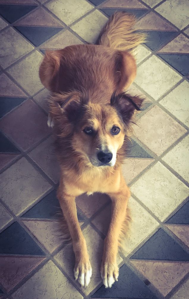 Max e il comando “terra”