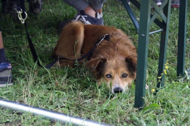 Passeggiata a 6 zampe AIDAR 