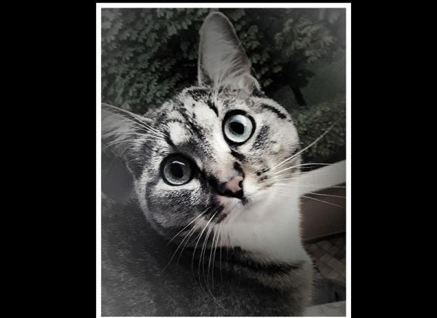 #HappyBirthdayCatChow