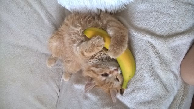 salciccio e banana