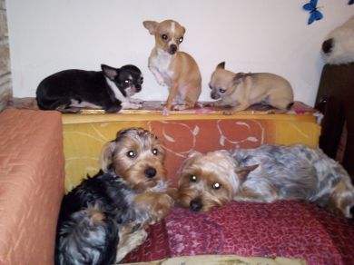 Luna,Maia,Ty,(chihuahua)Eros, Rocky (Yorkshire)