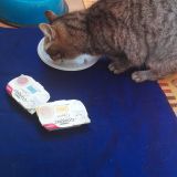 Tigre alle prese con il regalino ricevuto  ;-)