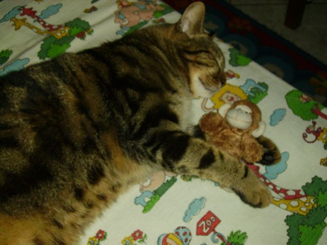 adoro il mio peluche