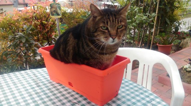 Son un bel fiorellino :P