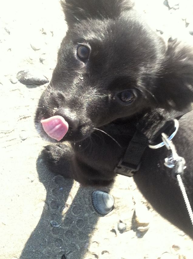 terremoto di vivacita 